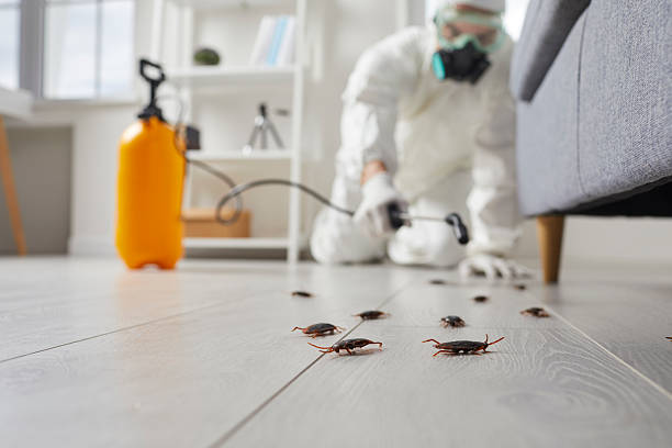 Commercial Kitchen Cockroach Control in South Lockport